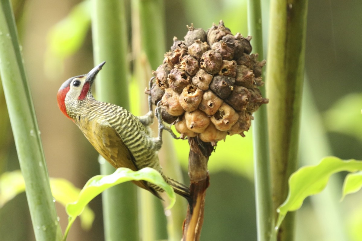 Golden-olive Woodpecker - Knut Hansen