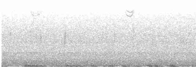 Sarcelle d'hiver (carolinensis) - ML492051311