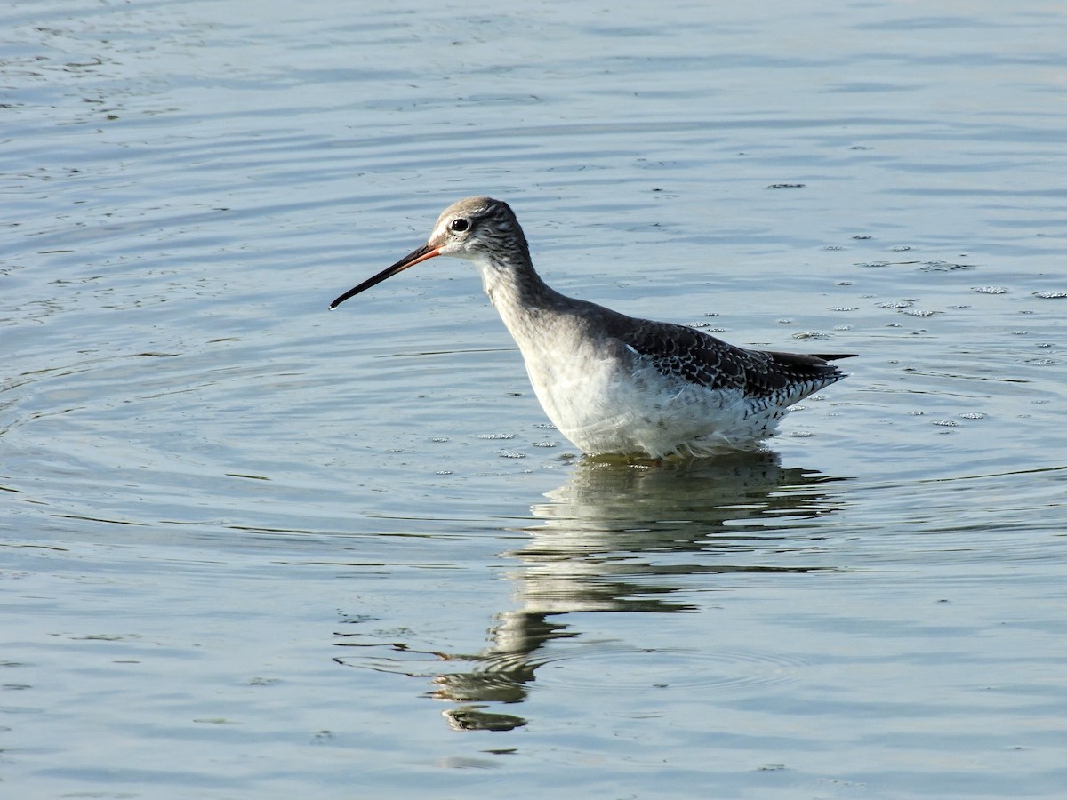 Spotted Redshank - ML492052371