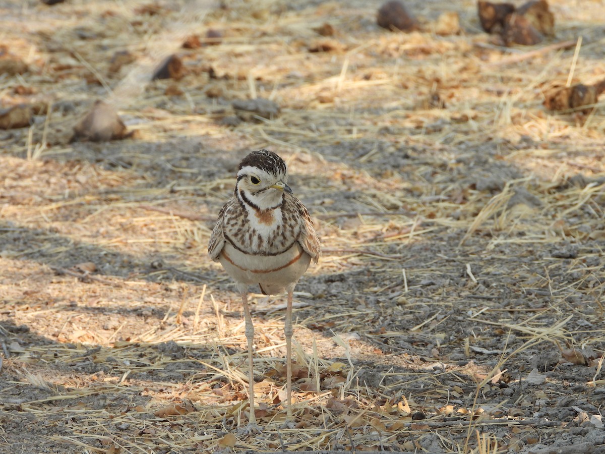 Three-banded Courser - Susan Soloyanis