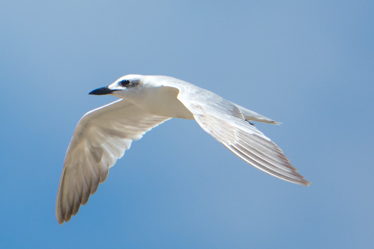 Gull-billed Tern - Raphaël Nussbaumer
