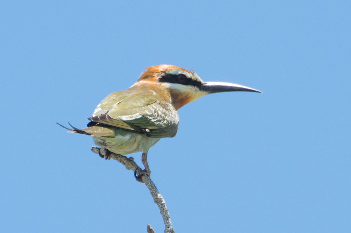 Madagascar Bee-eater - Raphaël Nussbaumer