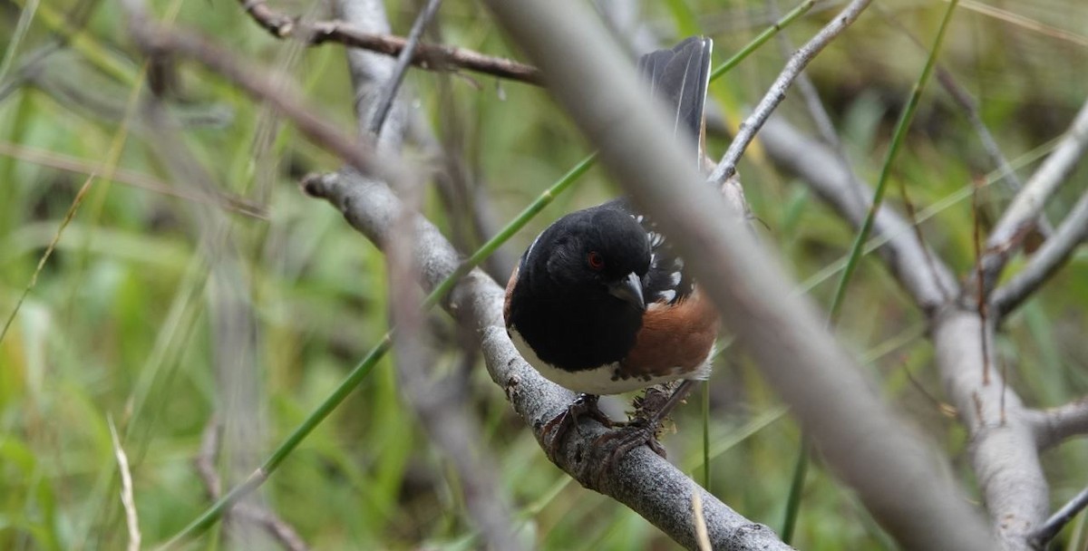 Spotted Towhee - William Boyes
