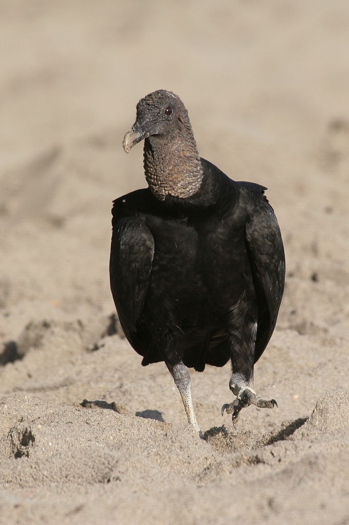 Black Vulture - William Hull