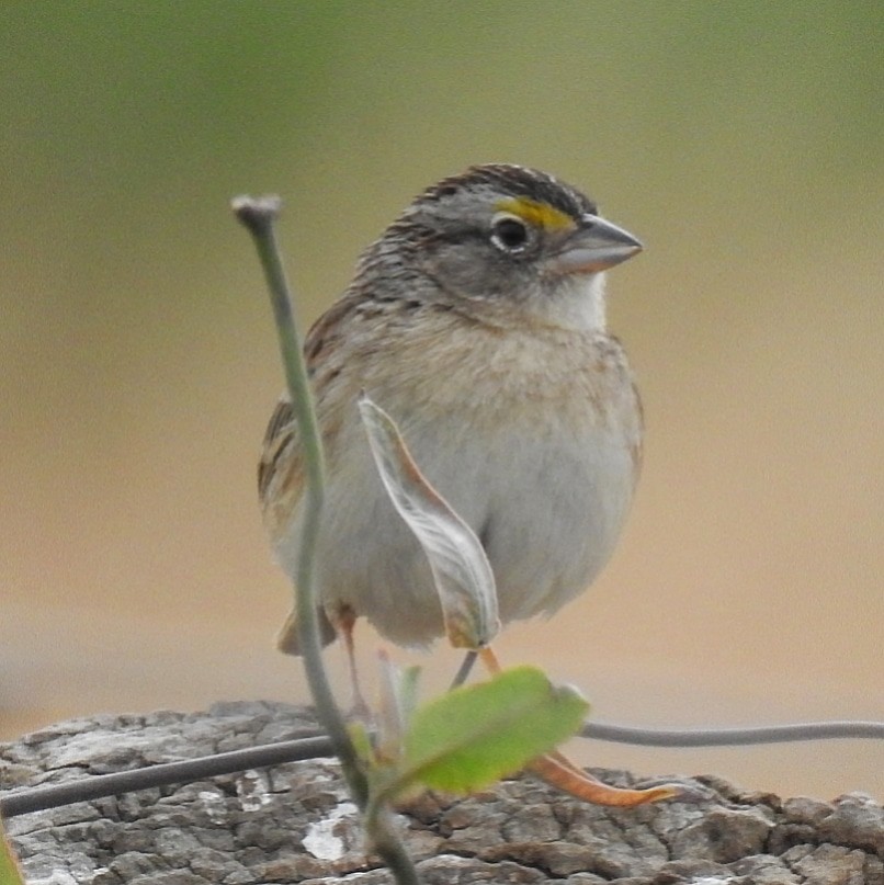 Grassland Sparrow - Wilma Techera