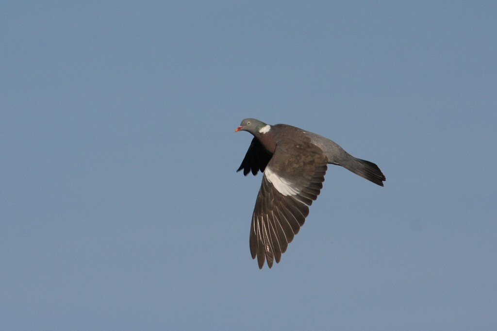 Common Wood-Pigeon - William Hull