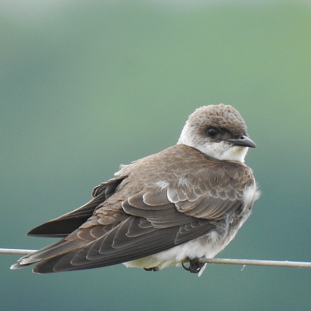 Brown-chested Martin - ML492085961