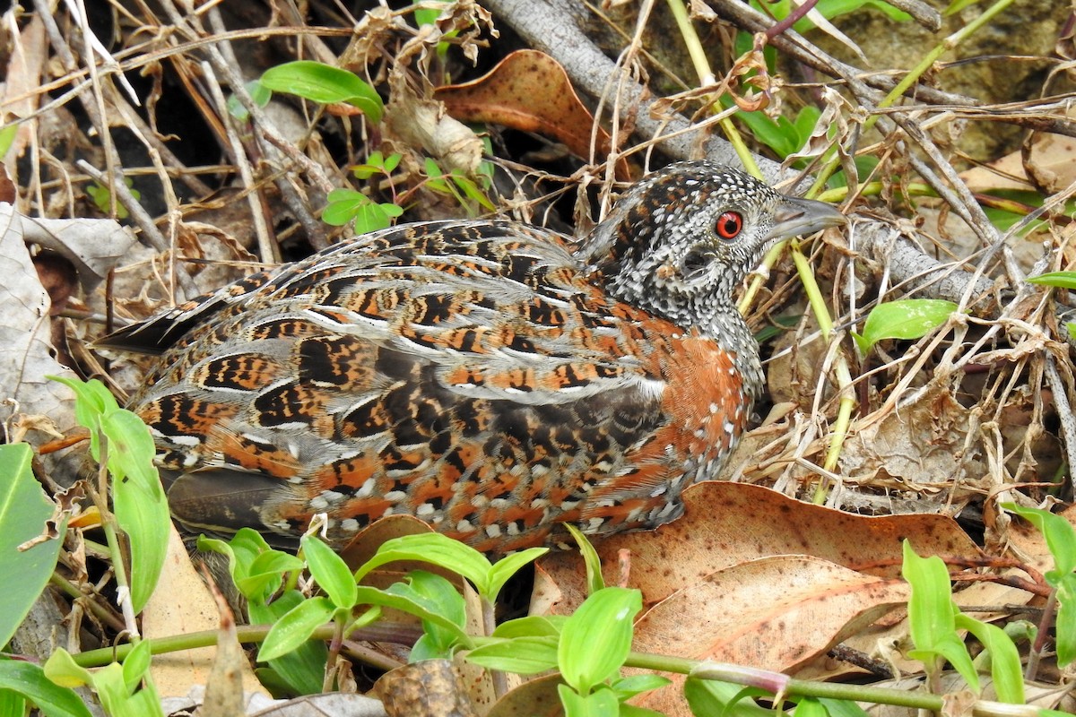 Painted Buttonquail - ML492086951