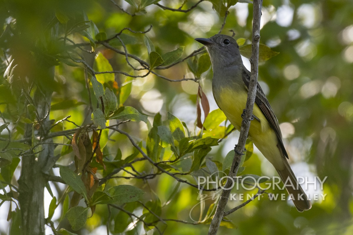 Great Crested Flycatcher - ML492091321