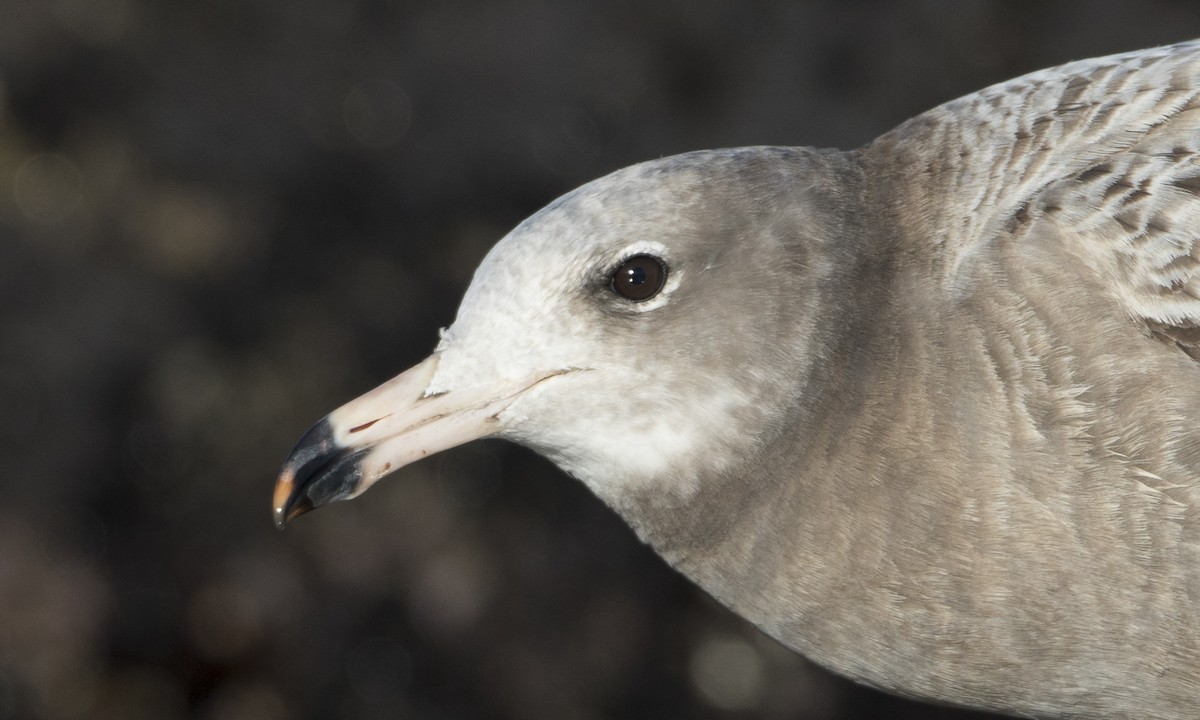 Black-tailed Gull - ML49209541