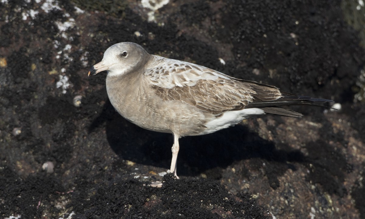 Black-tailed Gull - ML49209571