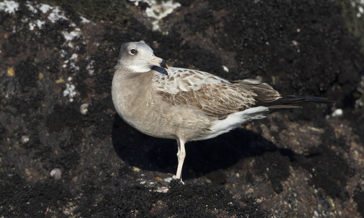 Black-tailed Gull - ML49209581