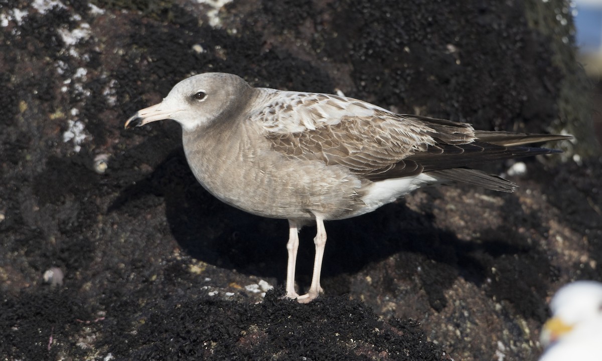 Black-tailed Gull - ML49209591