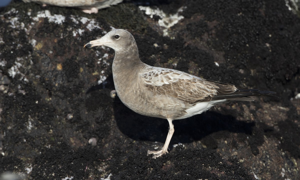 Black-tailed Gull - ML49209631