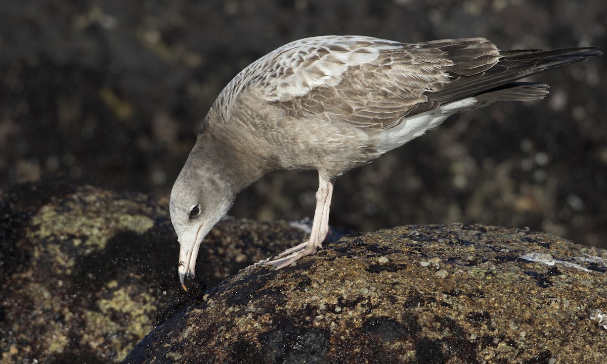 Black-tailed Gull - Brian Sullivan