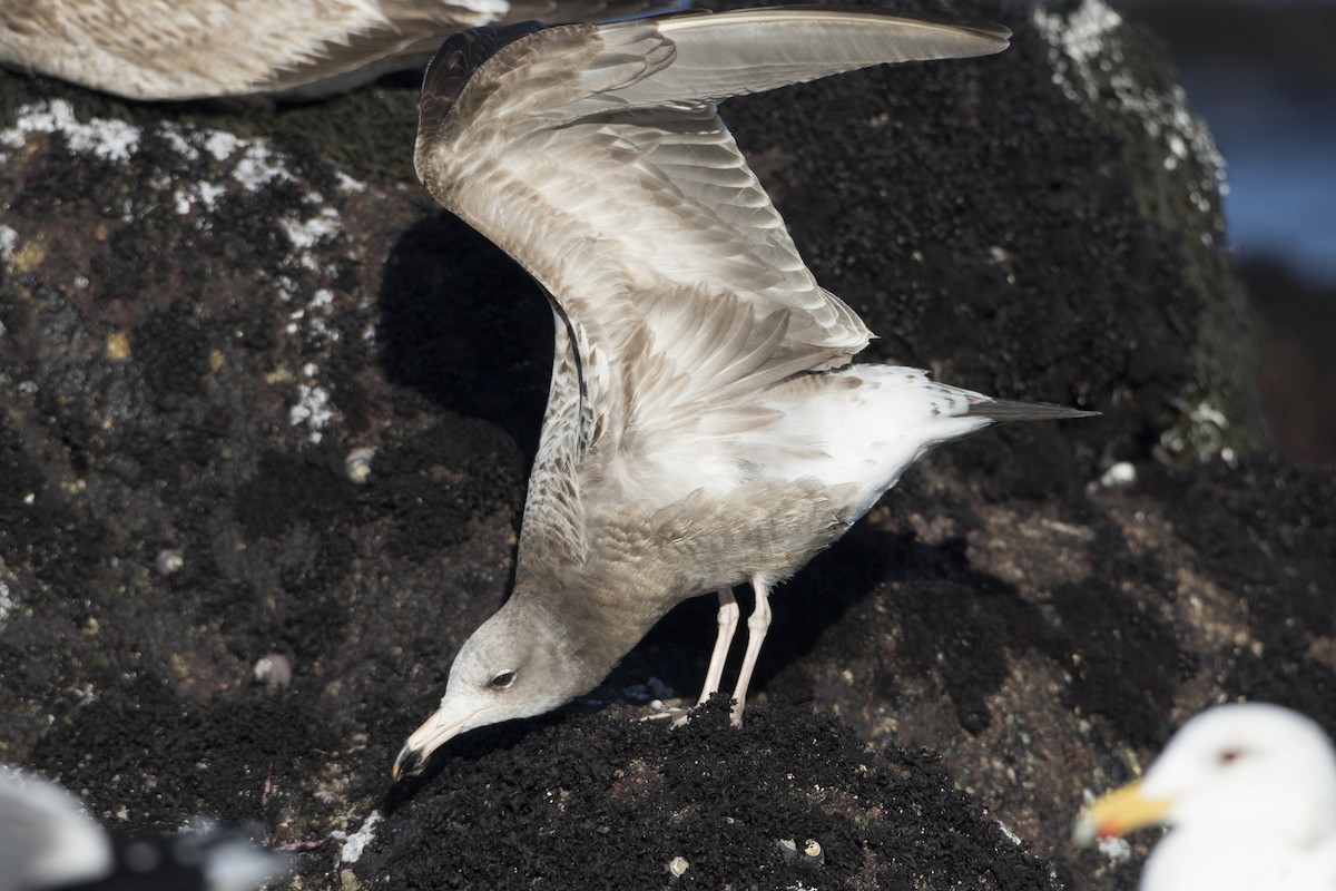 Black-tailed Gull - ML49209651