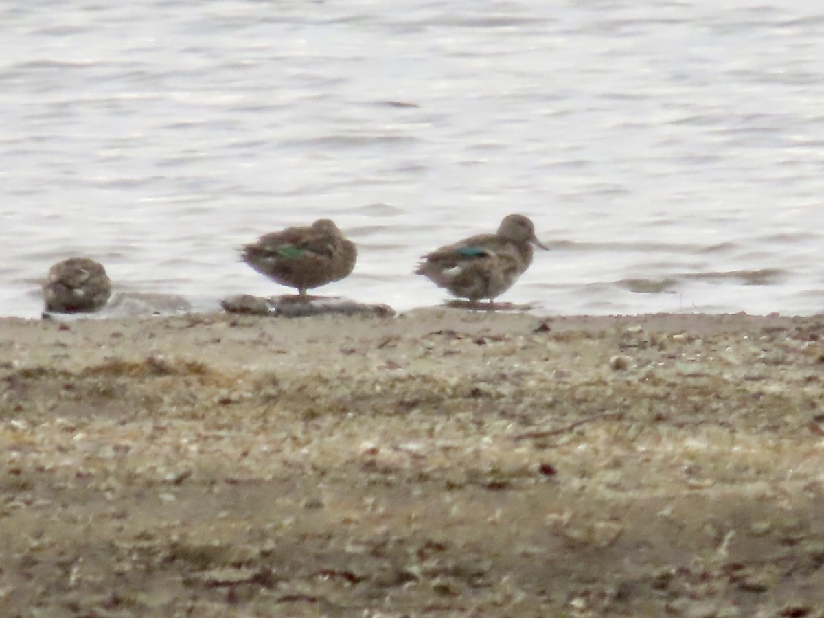 Green-winged Teal - ML492097961