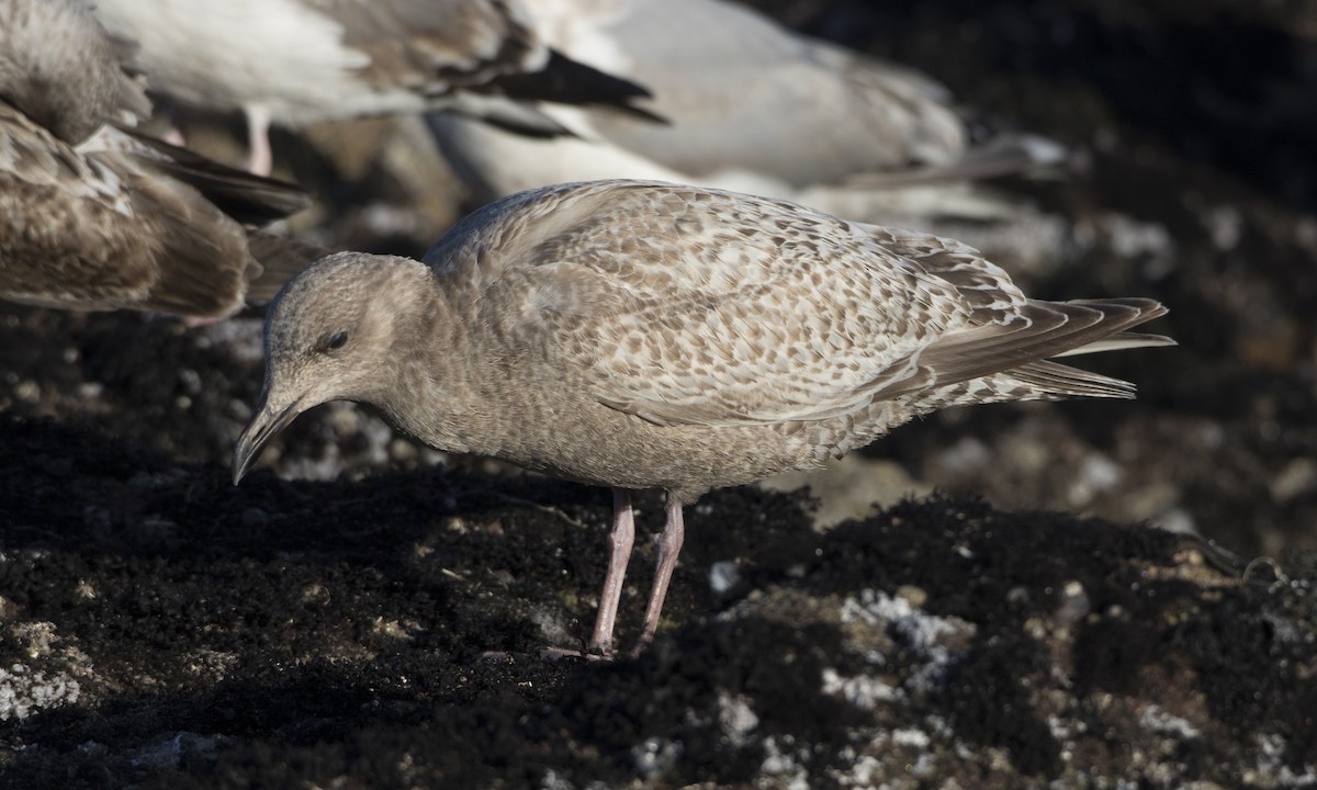 Iceland Gull (Thayer's) - ML49209901