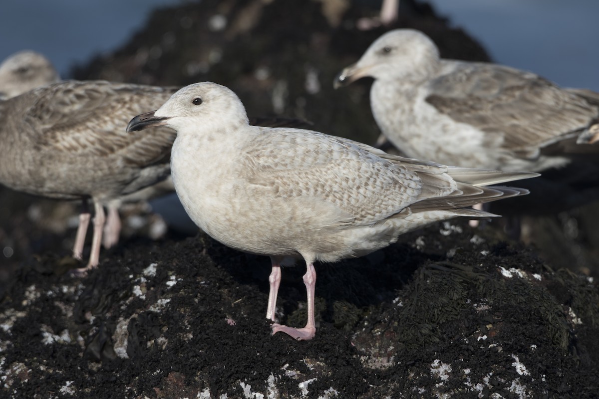 Herring x Glaucous-winged Gull (hybrid) - Brian Sullivan