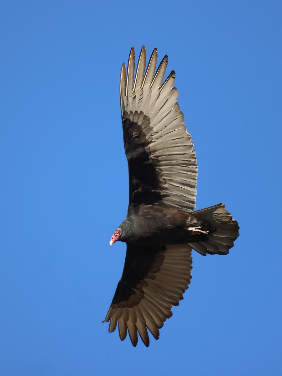 Turkey Vulture - Andy Wilson