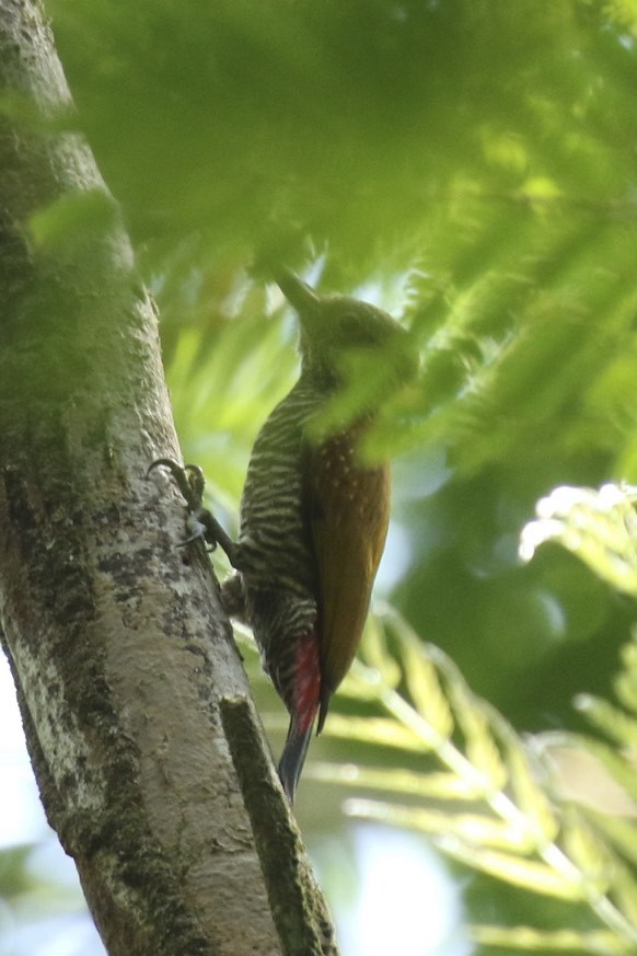 Red-rumped Woodpecker - Knut Hansen
