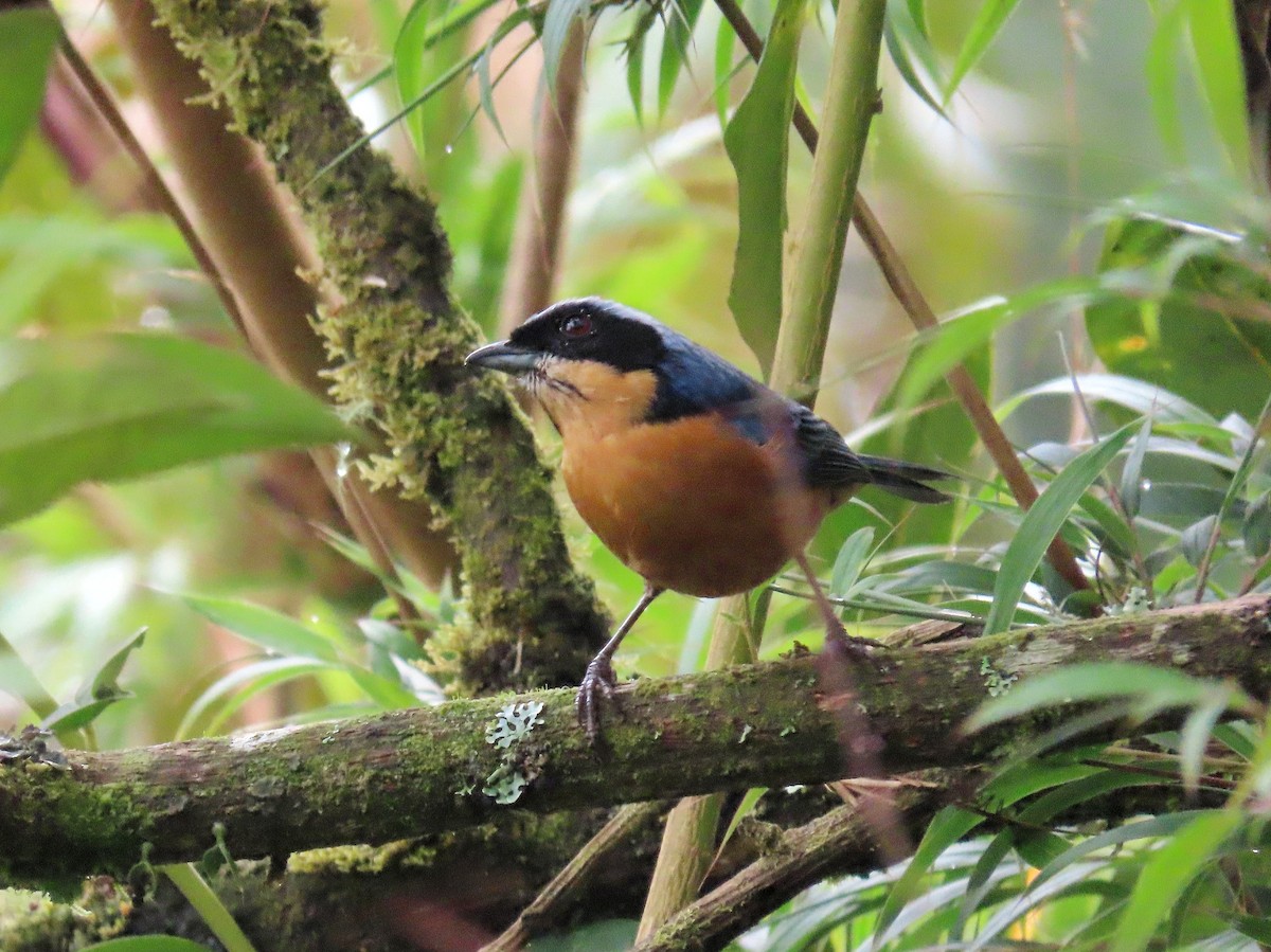 Chestnut-bellied Mountain Tanager - ML492108481
