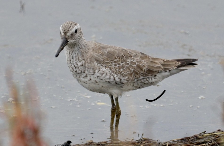 Red Knot - ML492112421