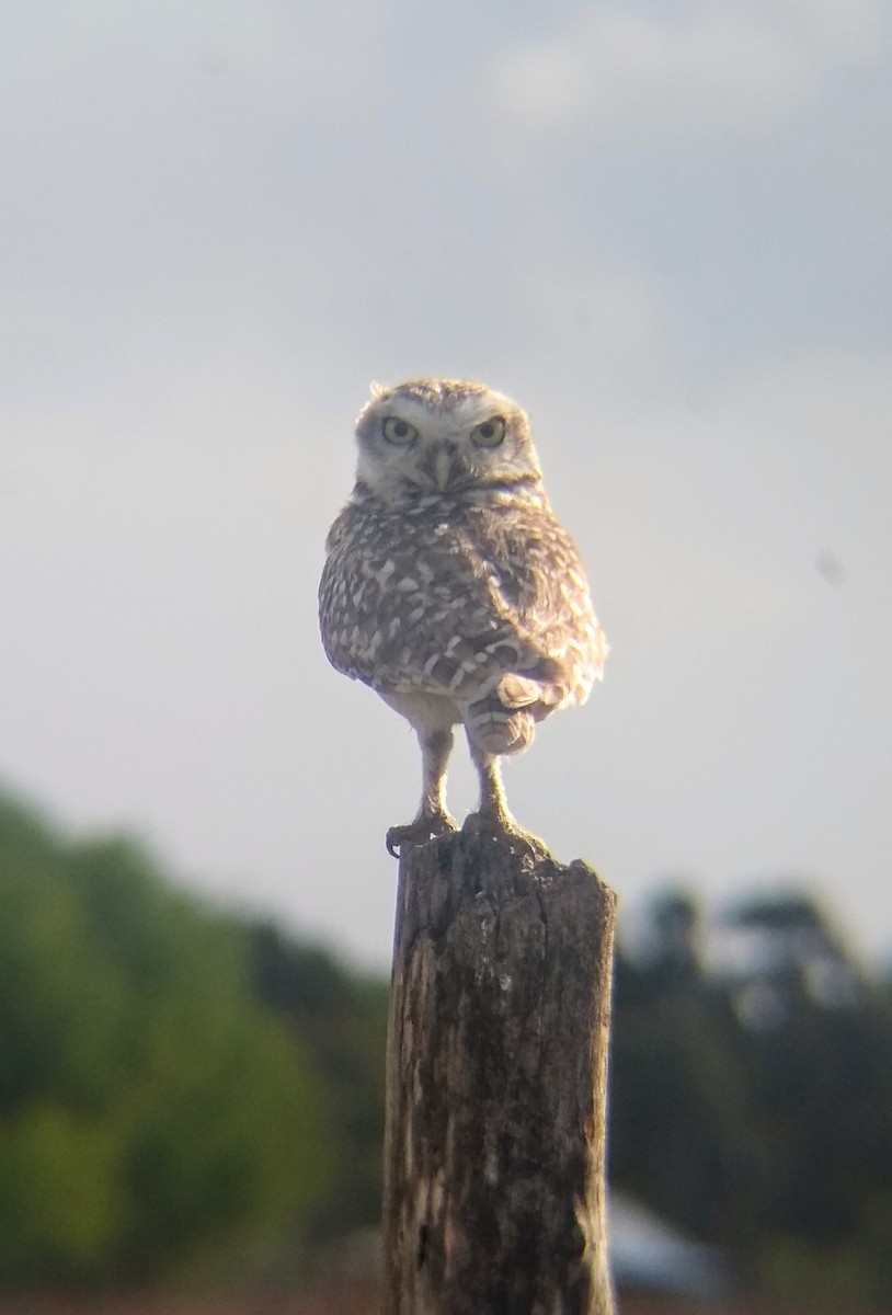 Burrowing Owl - ML492115221
