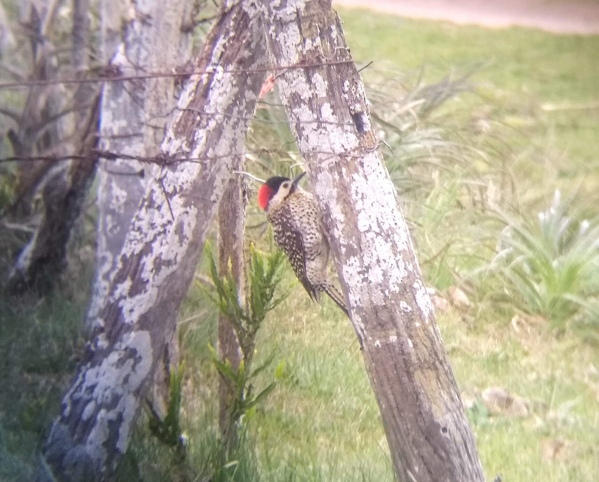 Green-barred Woodpecker - ML492115461