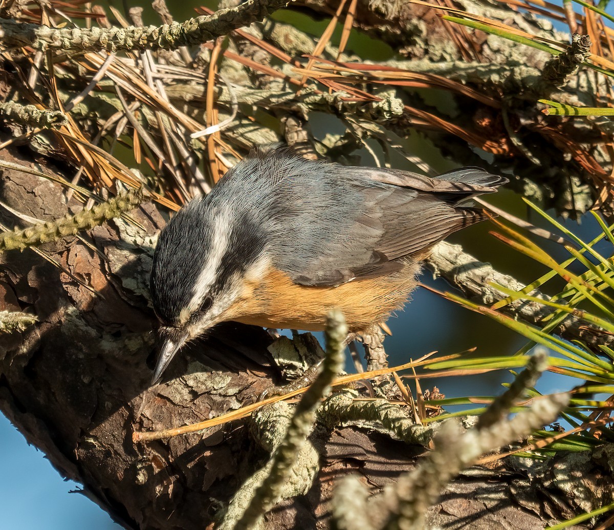 Red-breasted Nuthatch - ML492115691