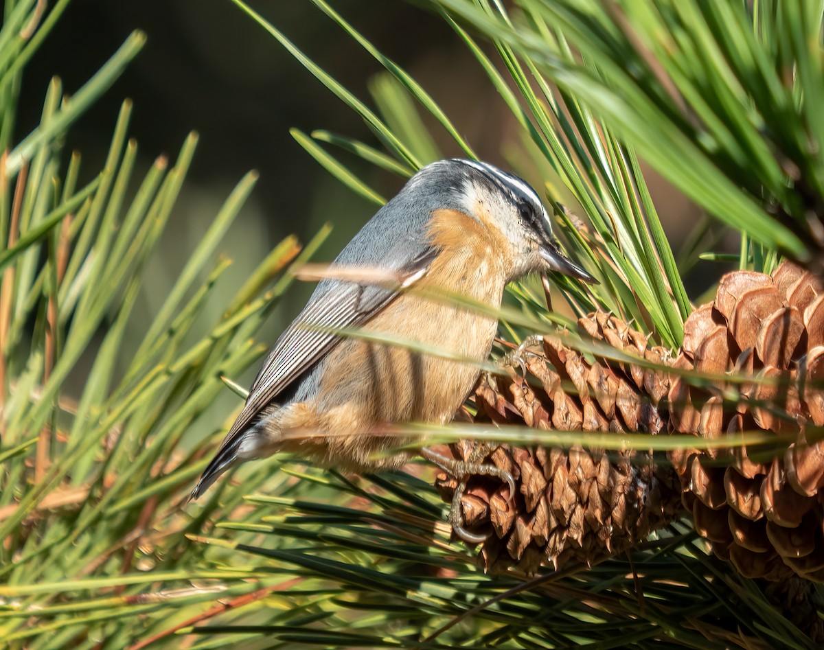 Red-breasted Nuthatch - ML492115701