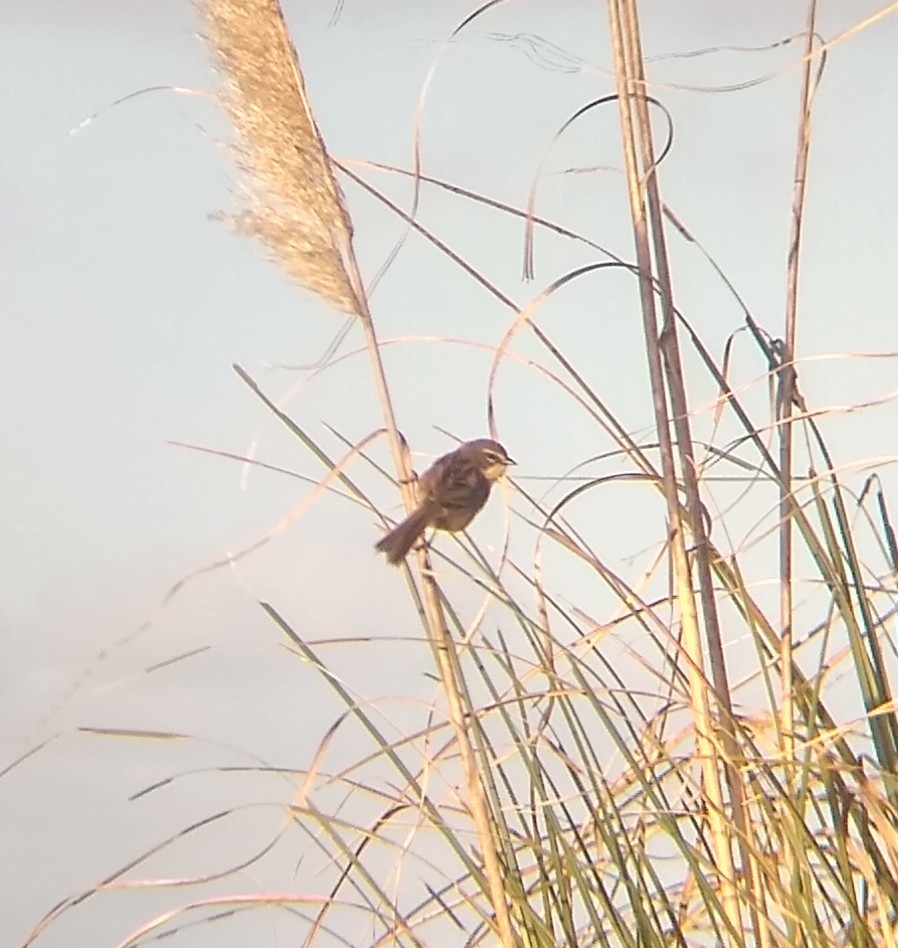 Long-tailed Reed Finch - ML492116391