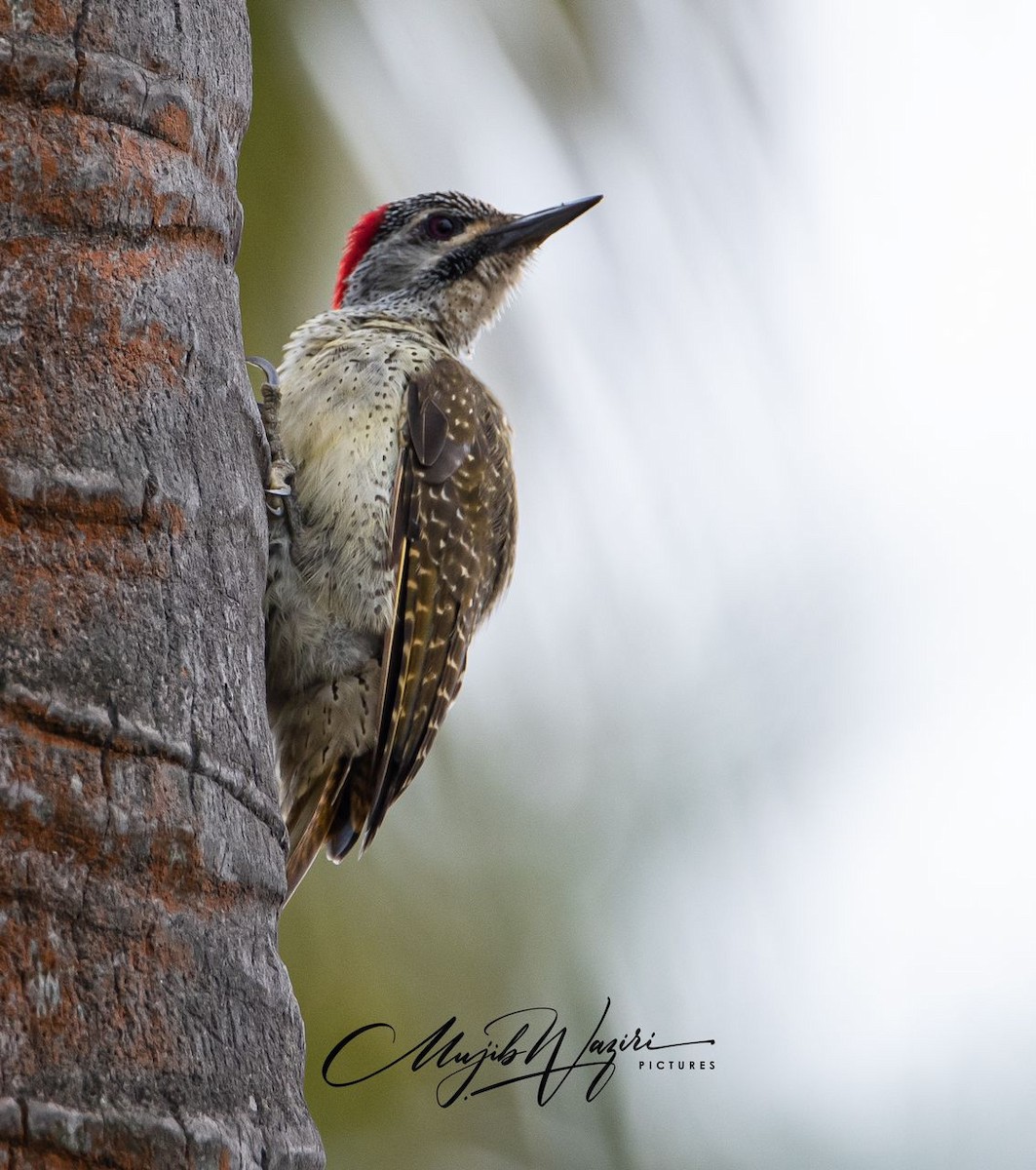 Fine-spotted Woodpecker - Lekki Team