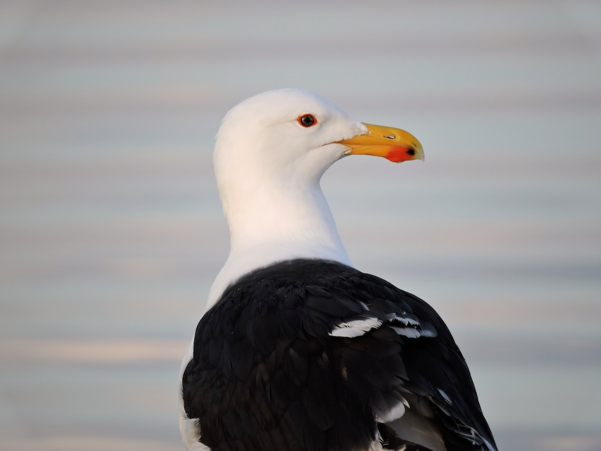 Great Black-backed Gull - ML49212701