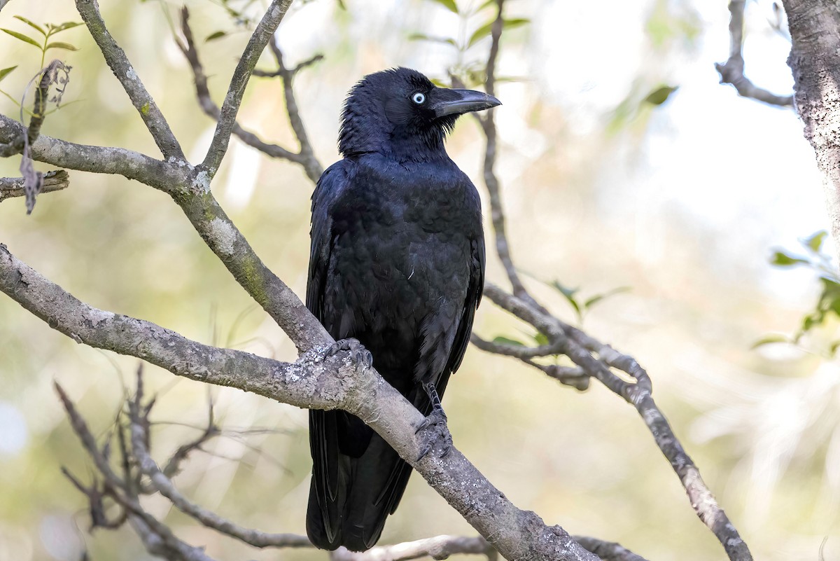 Torresian Crow - ML492129851