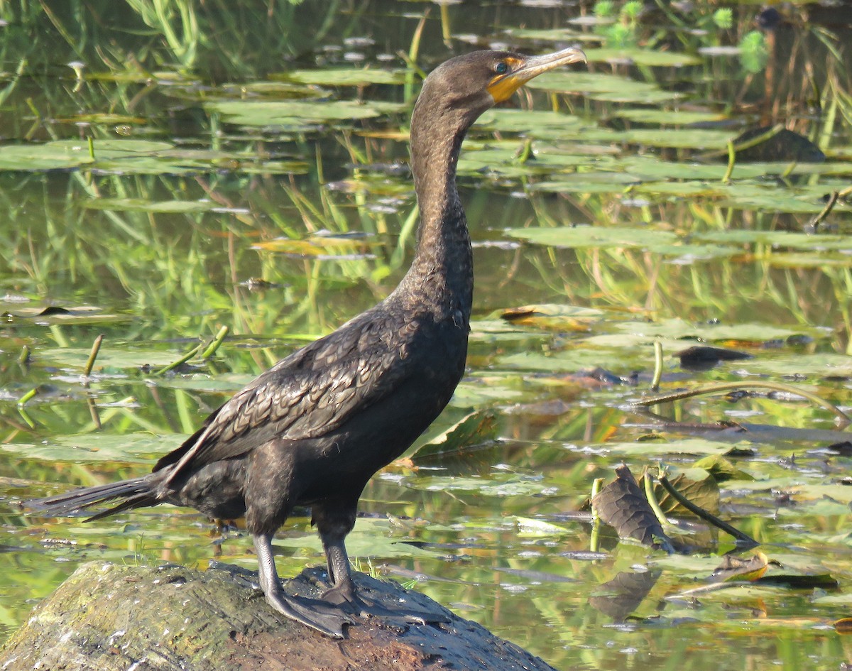 Double-crested Cormorant - Andrew Emlen