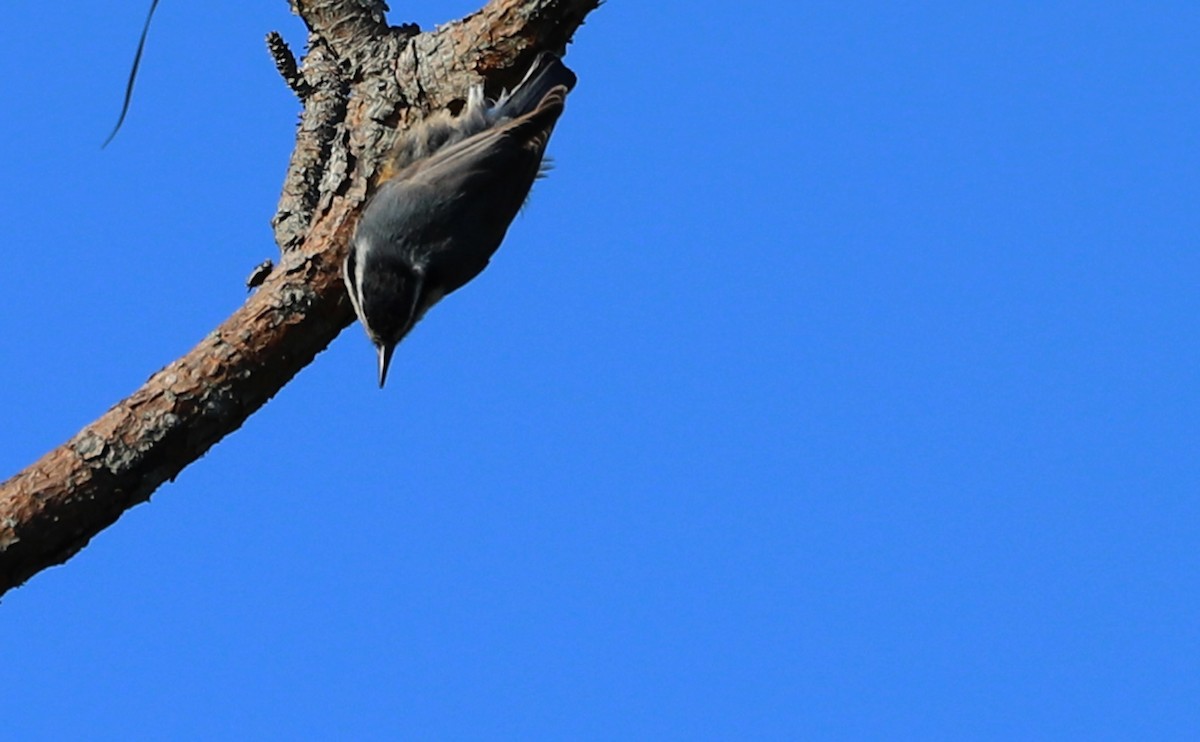 Red-breasted Nuthatch - ML492144501