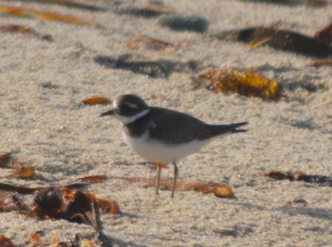Common Ringed Plover - ML492145051