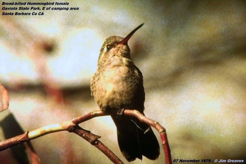 Broad-billed Hummingbird - Jim Greaves