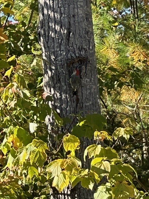 Red-bellied Woodpecker - ML492161861