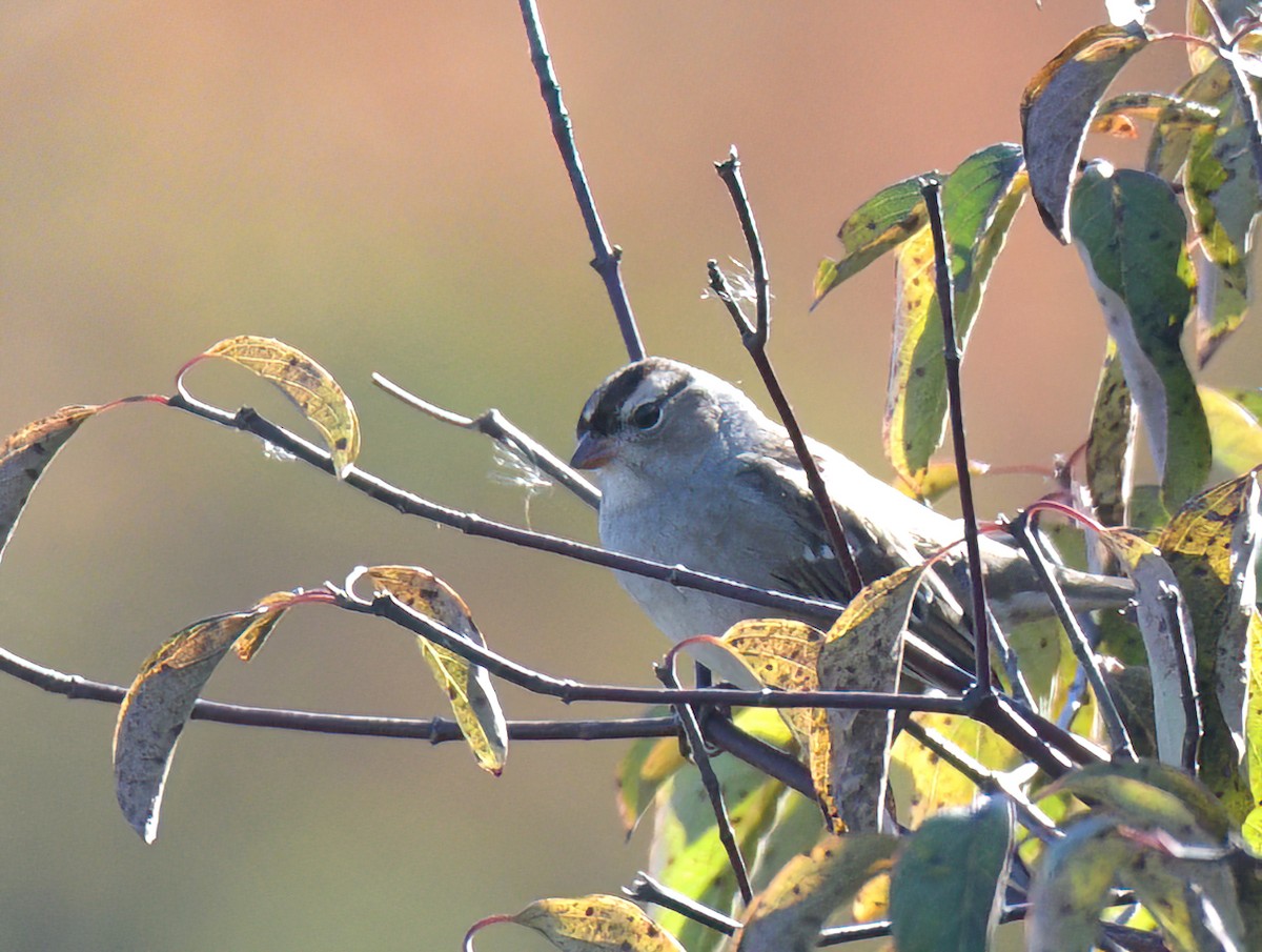 Mass Audubon eBird Checklist 9 Oct 2022 Kaveski Farm Conservation