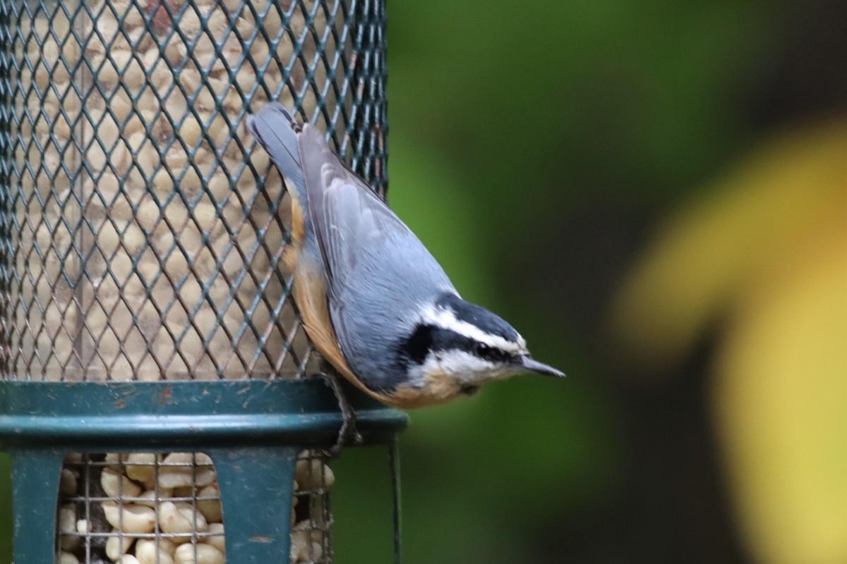 Red-breasted Nuthatch - ML492168931