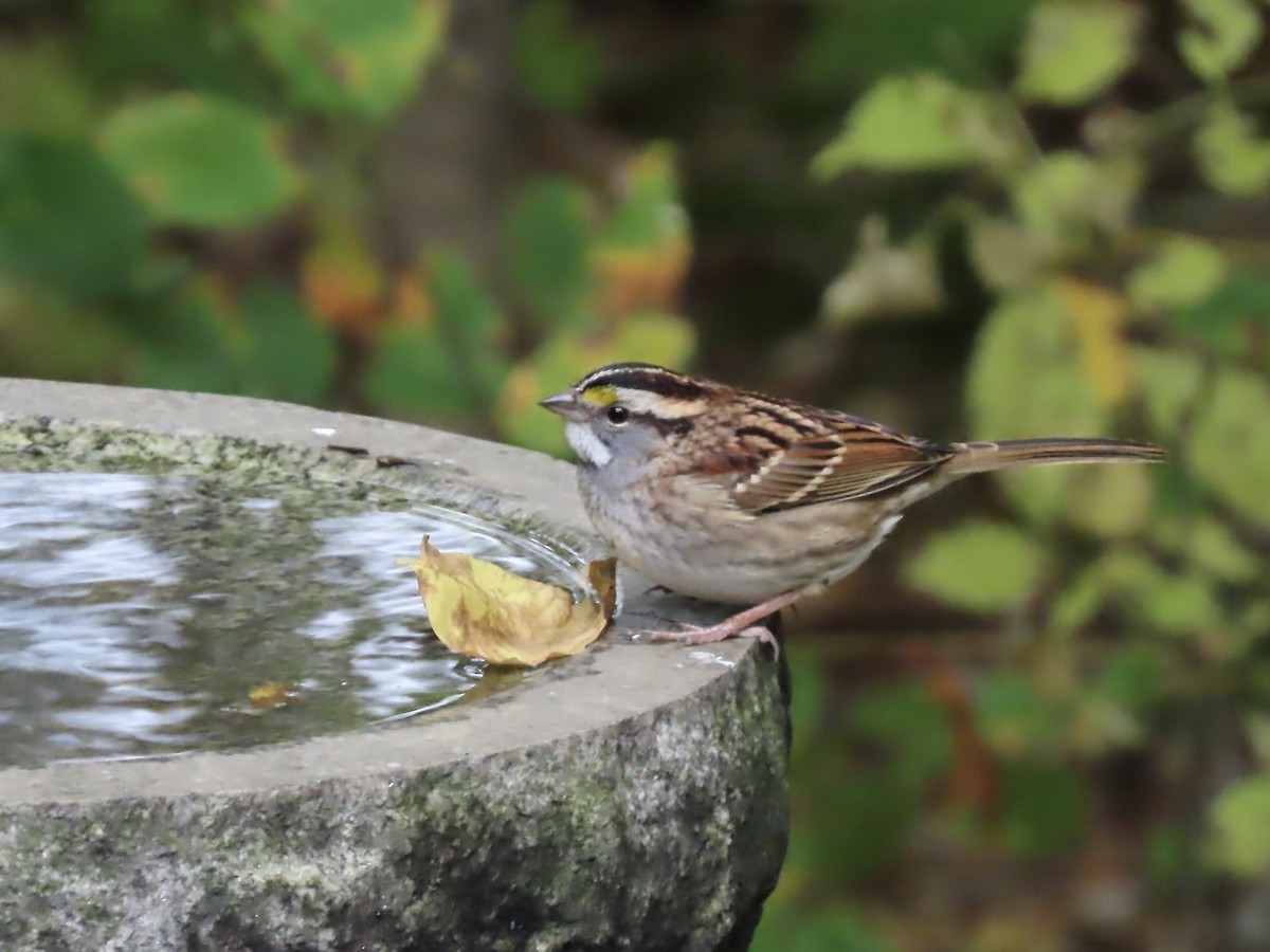 White-throated Sparrow - ML492169341