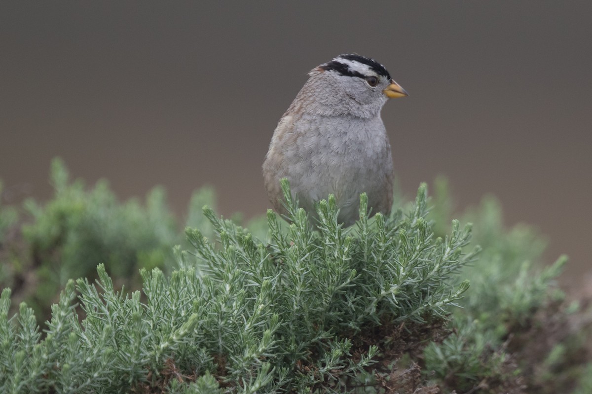 White-crowned Sparrow (nuttalli) - ML49217081