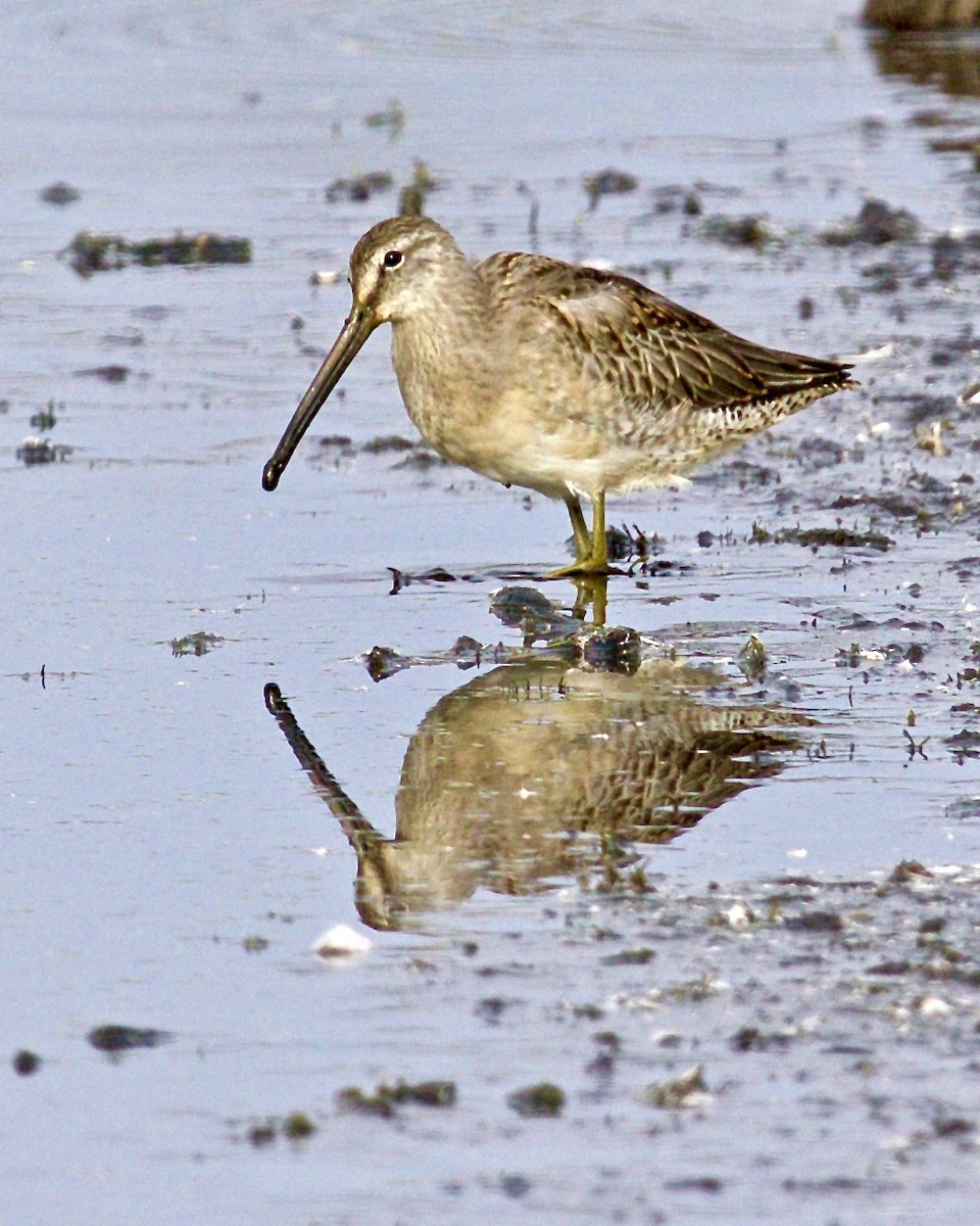 Long-billed Dowitcher - ML492176131
