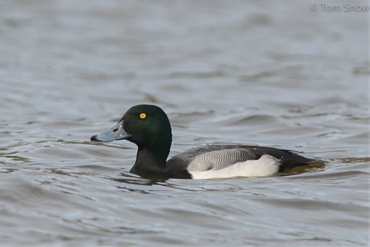 Greater Scaup - Tom Snow