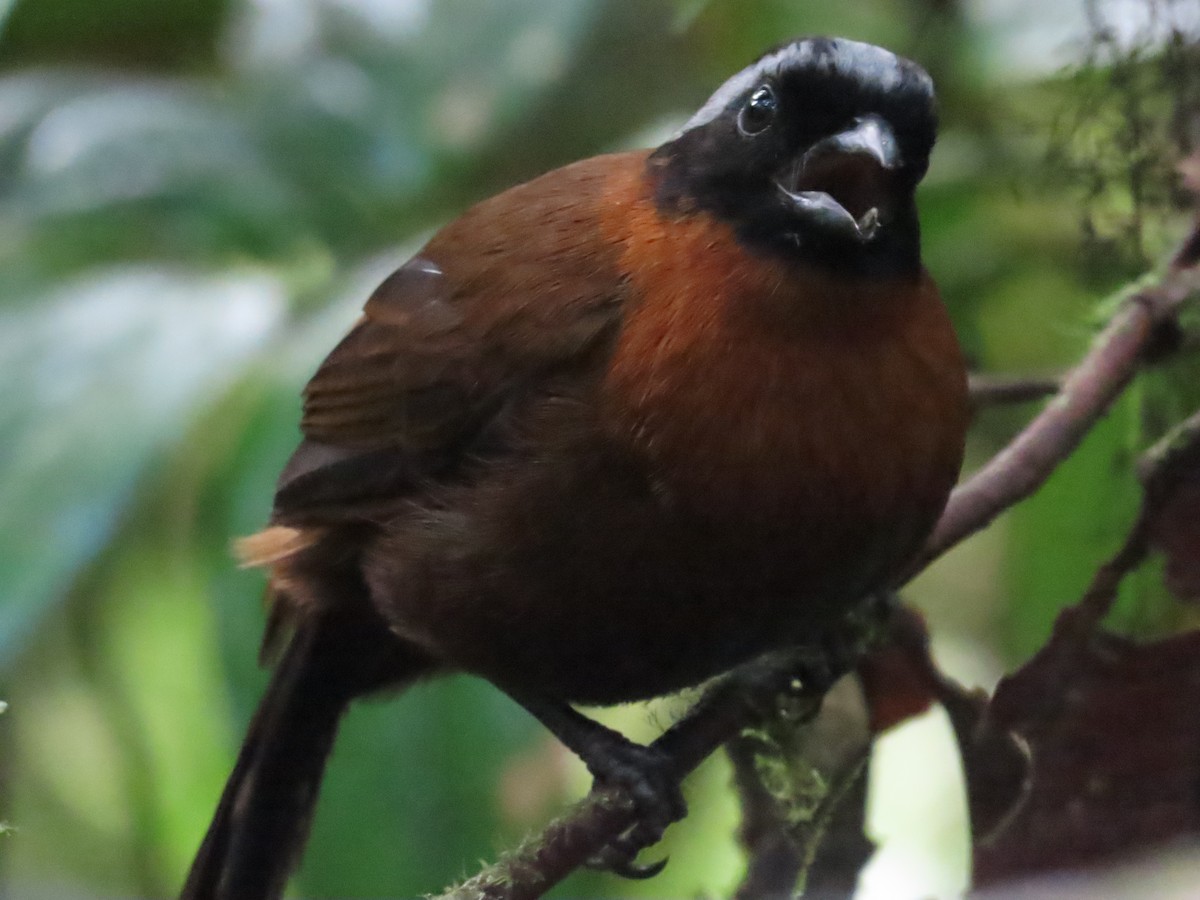 Tanager Finch - ML492181151
