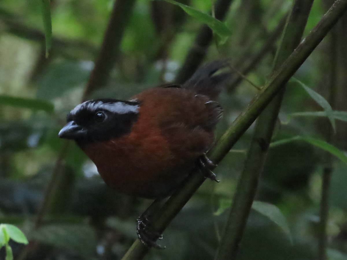 Tanager Finch - ML492181861