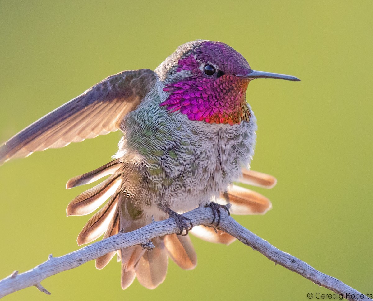 Anna's Hummingbird - ML492182081