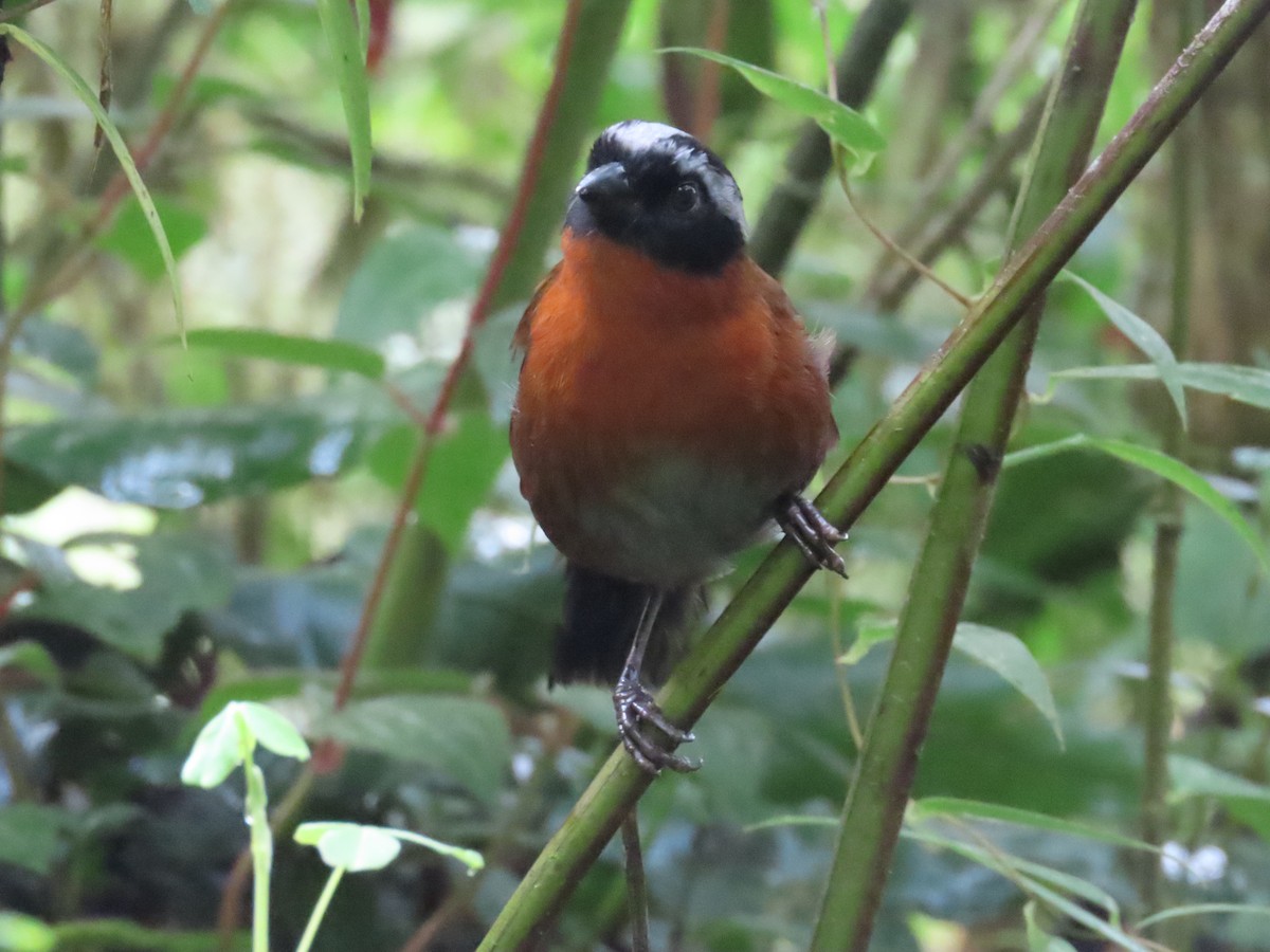 Tanager Finch - ML492182141
